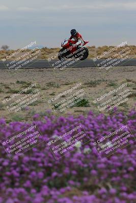 media/Jan-14-2023-SoCal Trackdays (Sat) [[497694156f]]/Turn 14 Exit Bloomig (145pm)/